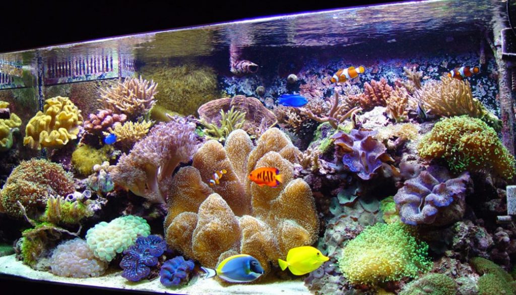 natural sea water tank