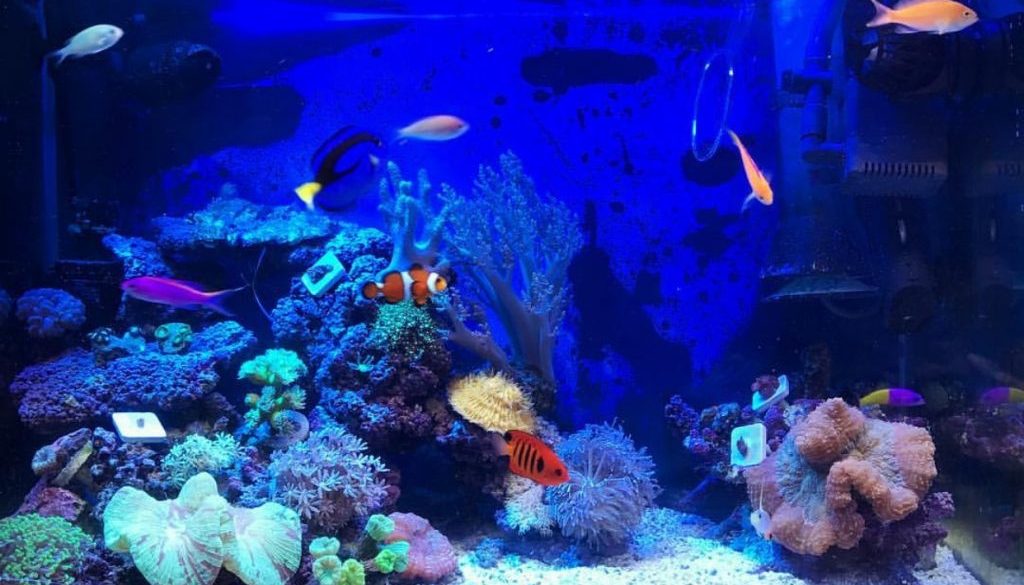 Aquarium Saltwater