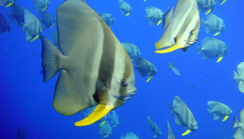 Marine Tank Water
