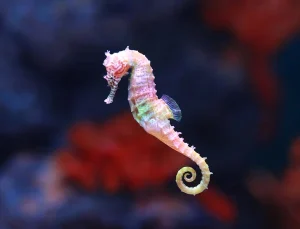 Seahorses in Natural Saltwater Aquariums (NSW) 